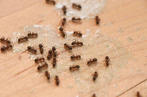 Best Wildlife Control Services  in Rancho Tehama Reserve, CA